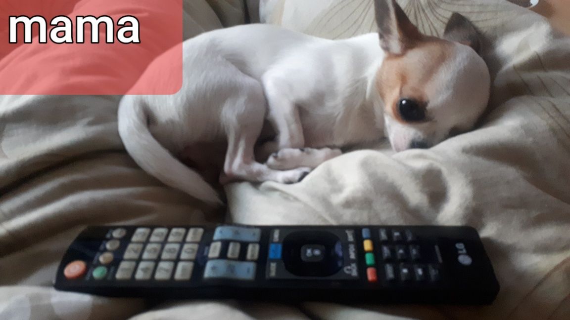 Chihuahua  mikro chlopiec Xxxxs