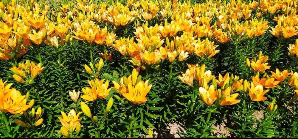 Продам цибулини лілії.