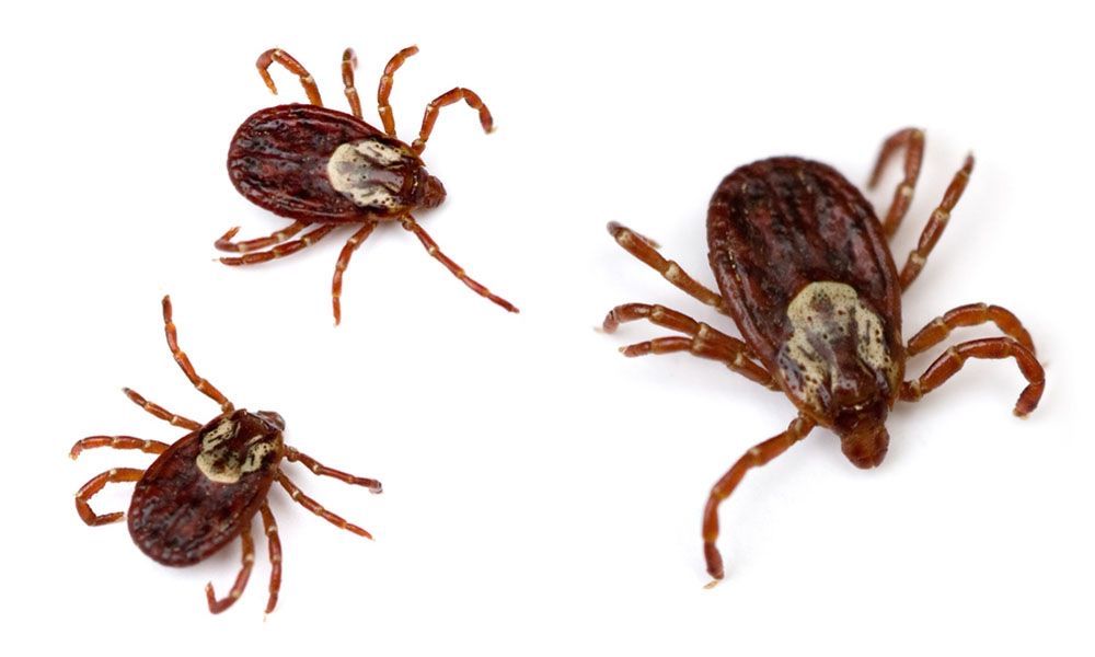 Знищення комах та гризунів