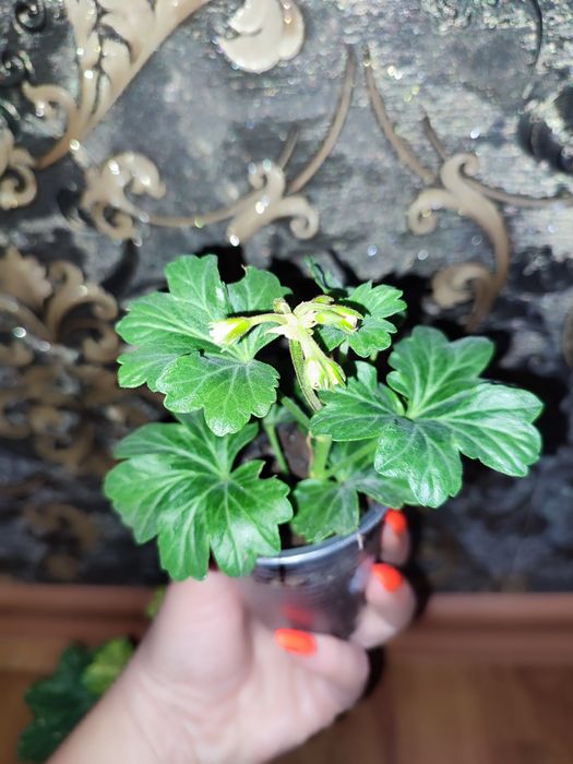 Пеларгонія ампельна та кущова