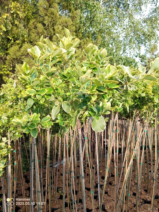 Trzmielina szczepiona na pniu