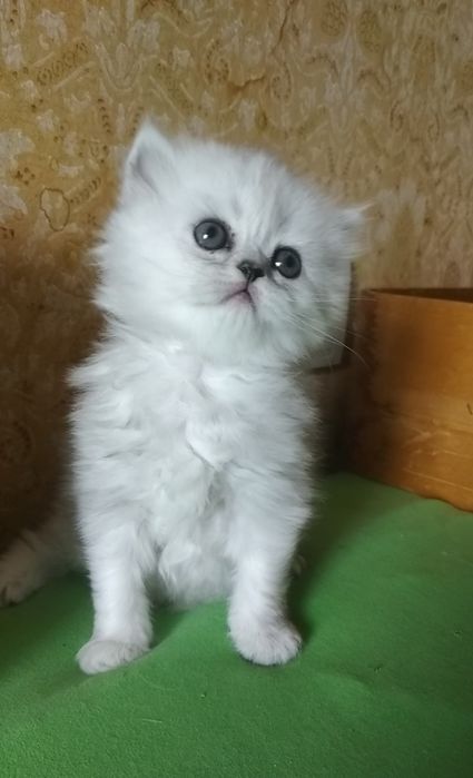 Котёнок серебристой шиншиллы ns11 белый пепельный
