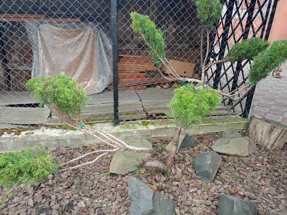 Стрижка чистка туй ялівців