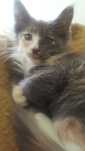 Kotka Maine Coon
