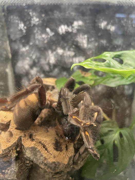 Ptaszniki, pająki, irminia