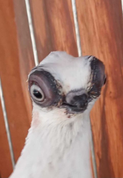 Gołebie ozdobne szek polski staluchy masciuchy