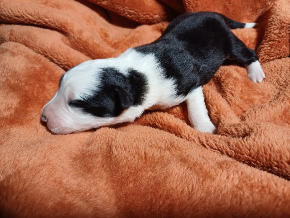 Border Collie, szczeniak, pies czarno-biały