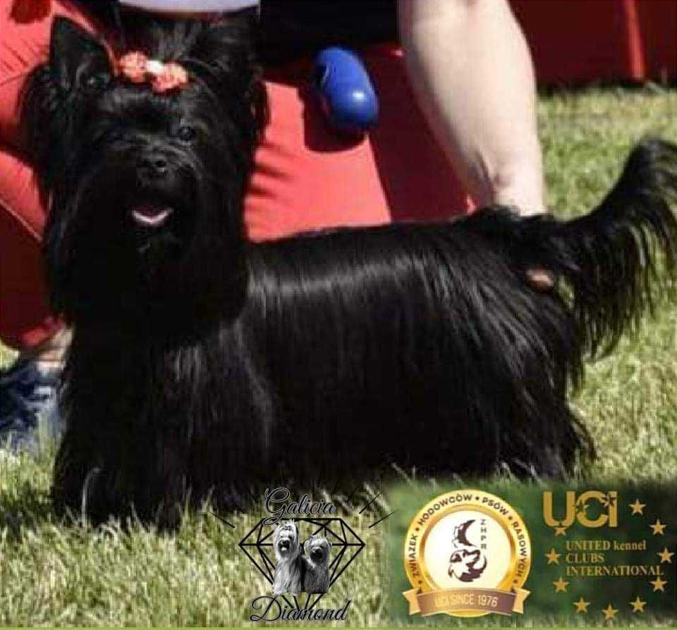 Black Yorkshire Terrier-Sunia z rodowodem