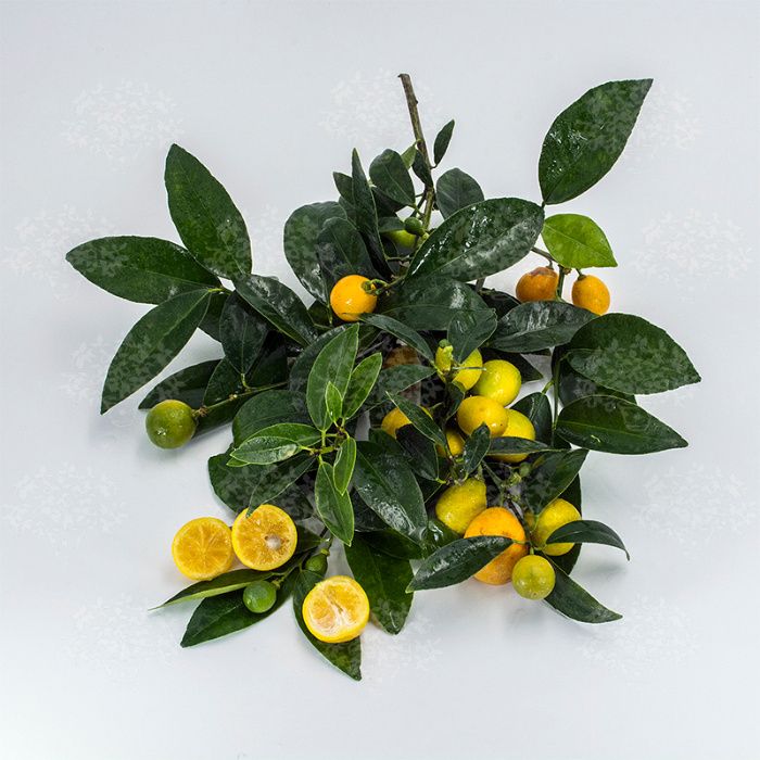 Кумкват "Реале" Fortunella "Reale" комнатный