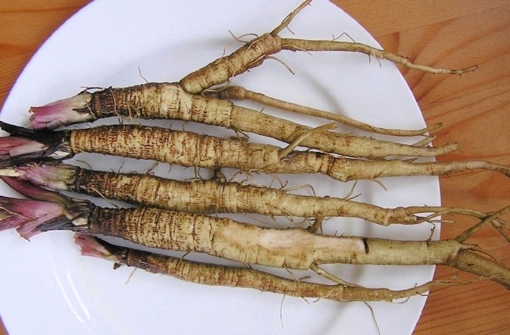 Lopian korzeń świeży 1 kg zbiór Sudety, Bieszczady