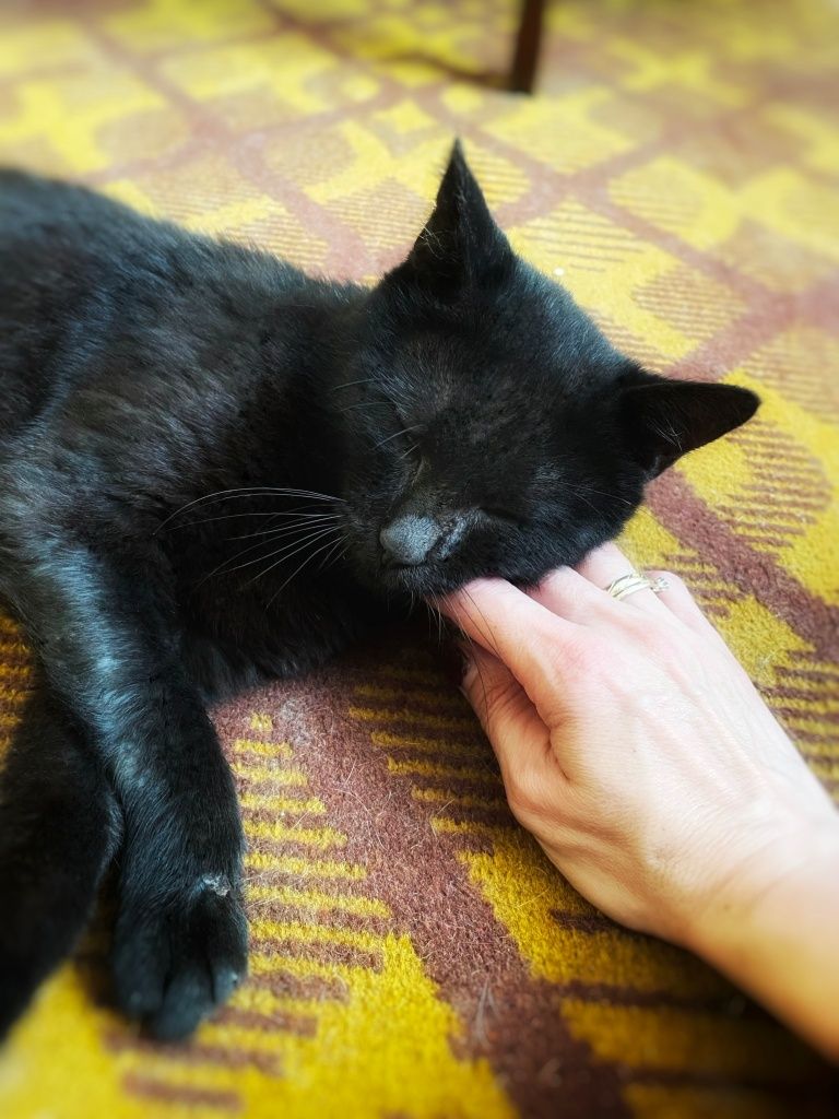 Cudowny, spokojny kocur szuka czułości