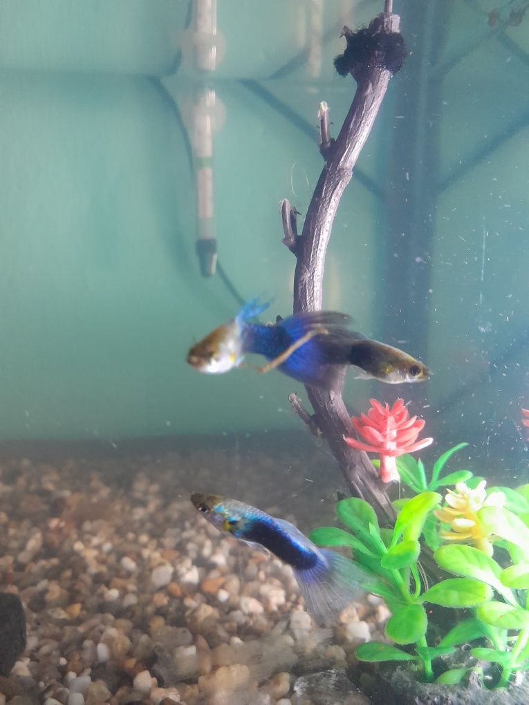 GUPPY  MOSCOW Blue