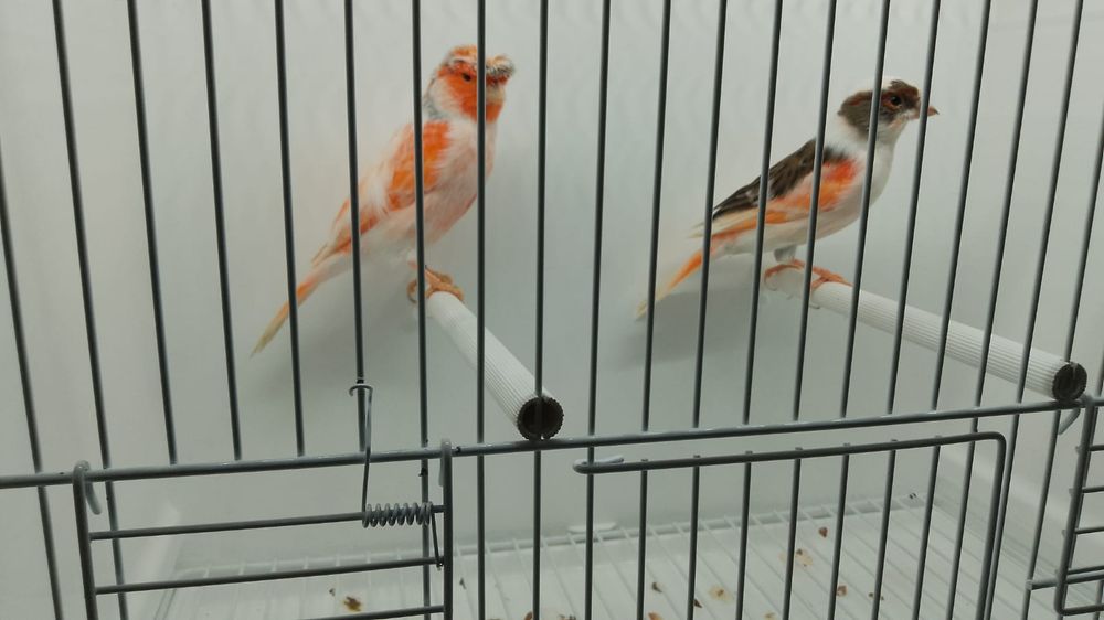 Kanarek kanarki arlekiny portugalskie 2024