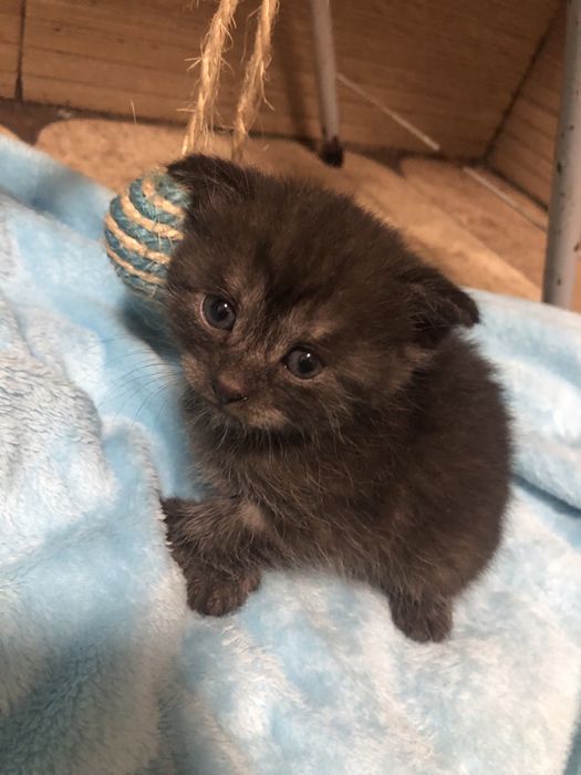 Хлопчик  котик  сірий( подарунок на Миколая)