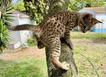 Gato exótico de raça Savannah
