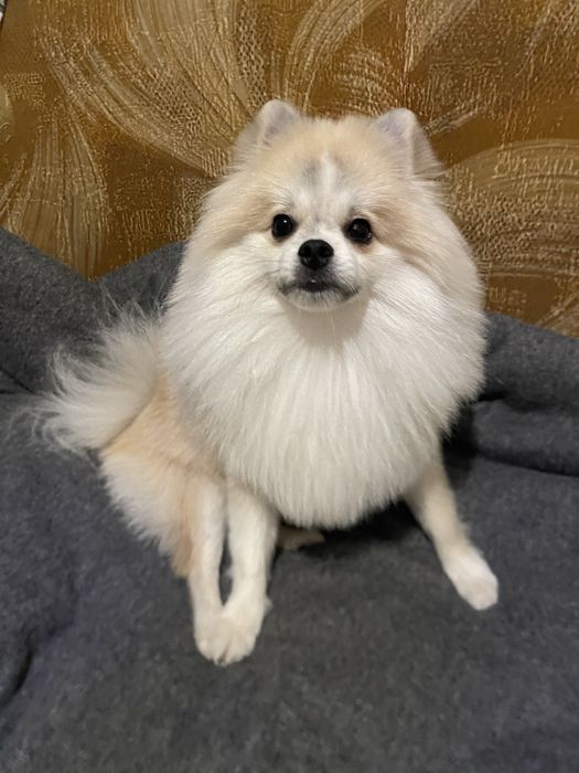 Вязка, померанский шпиц