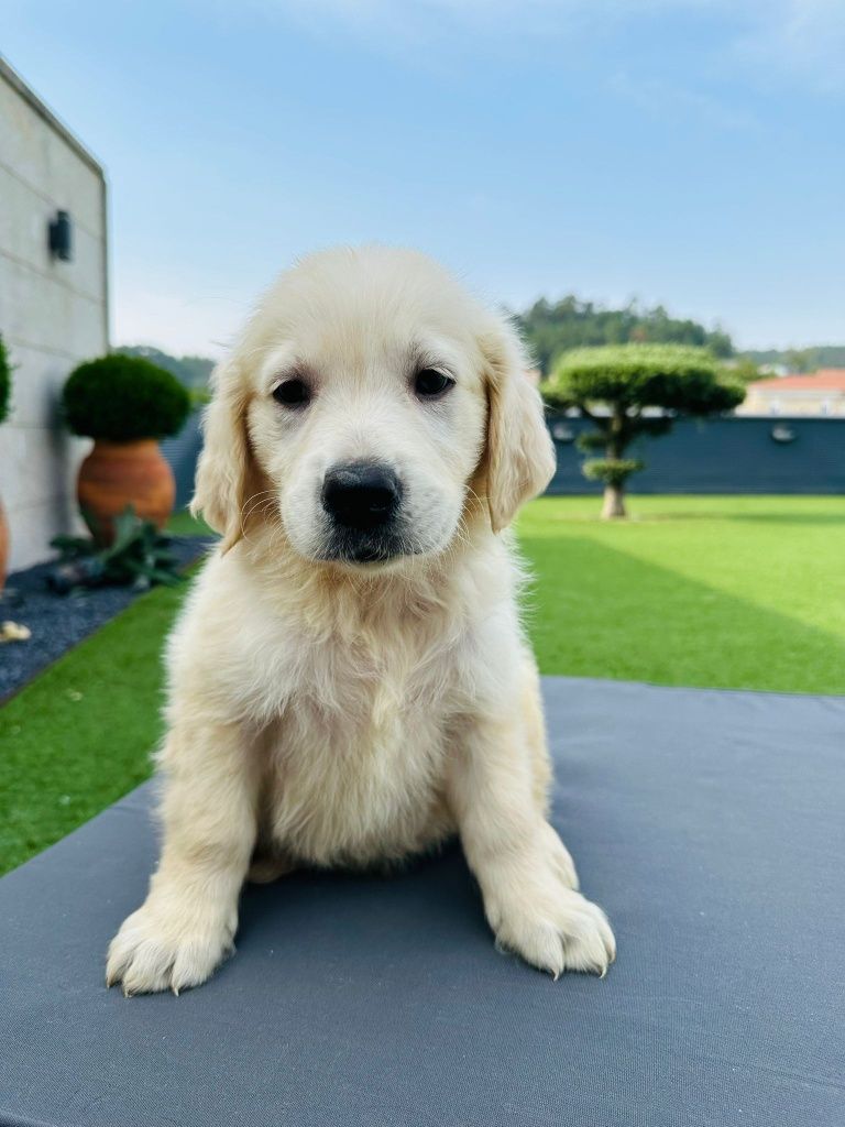 Golden Retriever   lindo