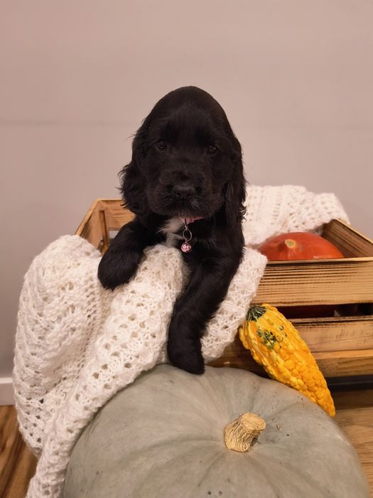 Cocker Spaniel Angielski suczka