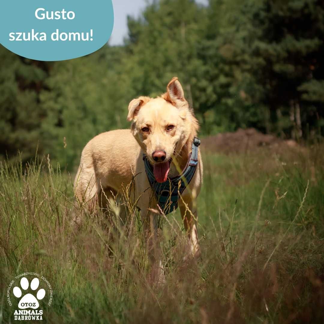 Gusto szuka kochającego opiekuna!