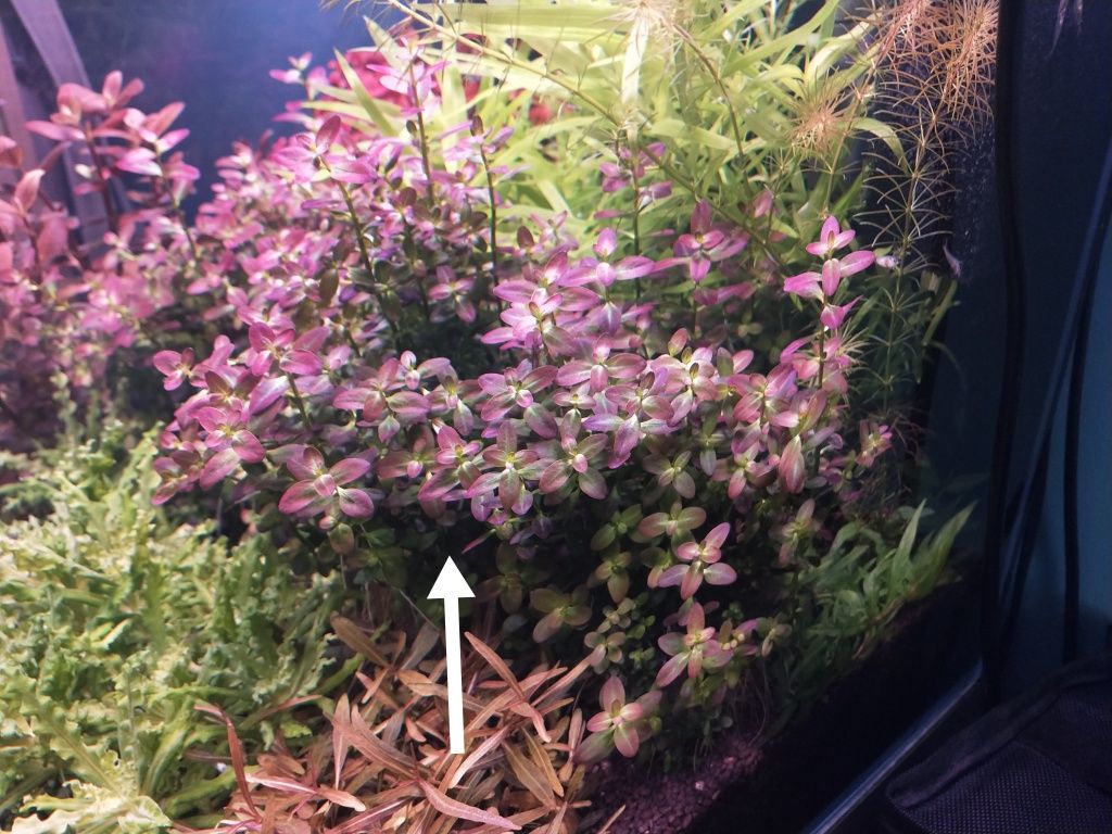 Rotala ramsior florida