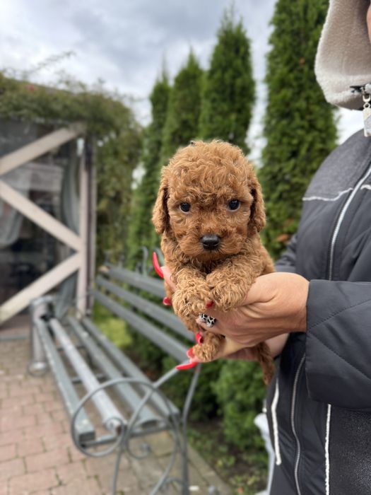 Лялькові цуценята Той-Пуделя