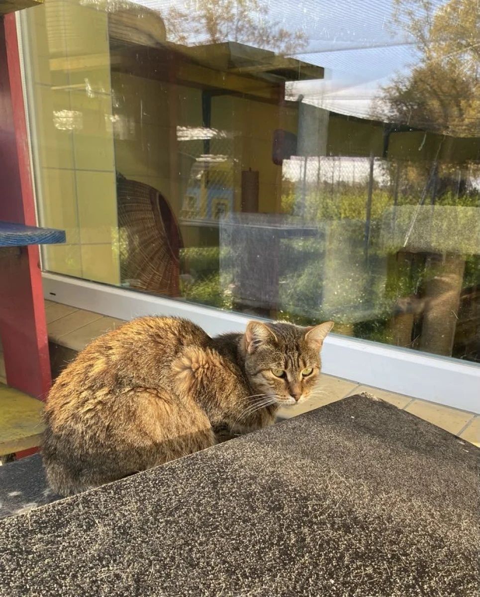 Kocia seniorka Nubia do adopcji dla spokojnych ludzi