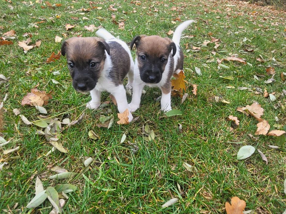 Foksterier Krótkowłosy