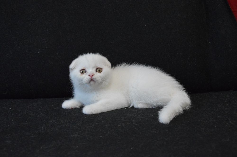 Шотландські висловухі кошенята