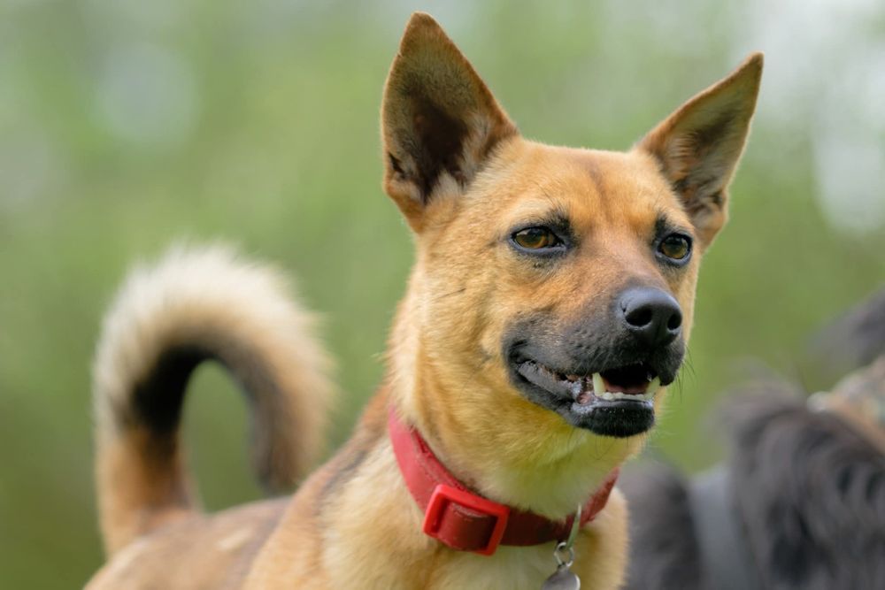 Niewielki Orzeszek szuka domu na zawsze