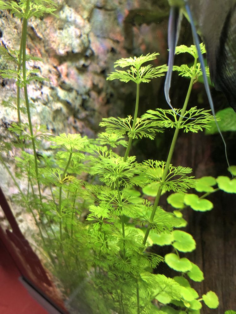 Szczepki Limnophila sesiliflora