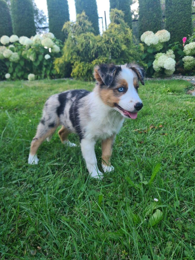 Border collie Blue merle