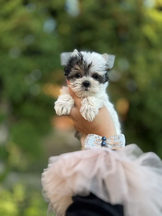 Дівчинка Бівер Йорк — маленька ніжність з великим серцем бивер