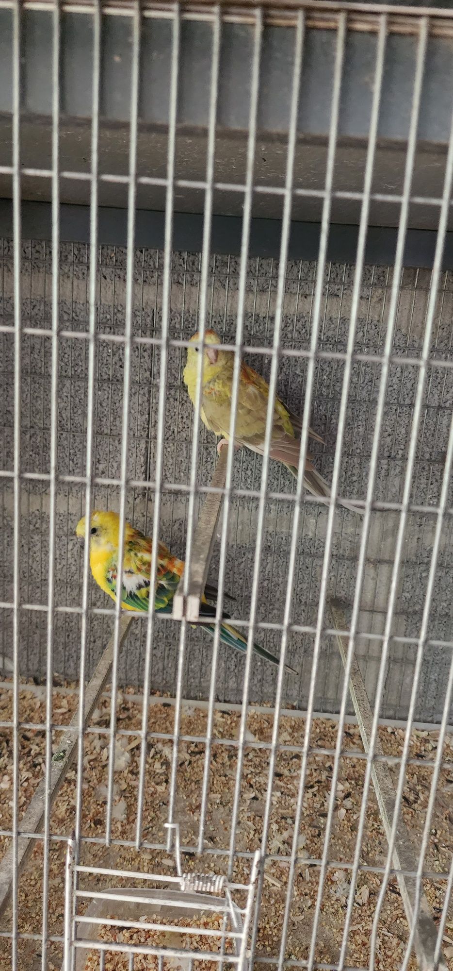 Casal de red rumped vendo ou troco por canarios