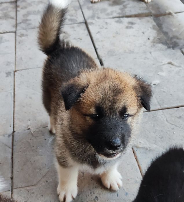 Акітята- продам гарненькі