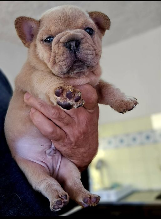 Menino Bulldog Frances BlueFawn