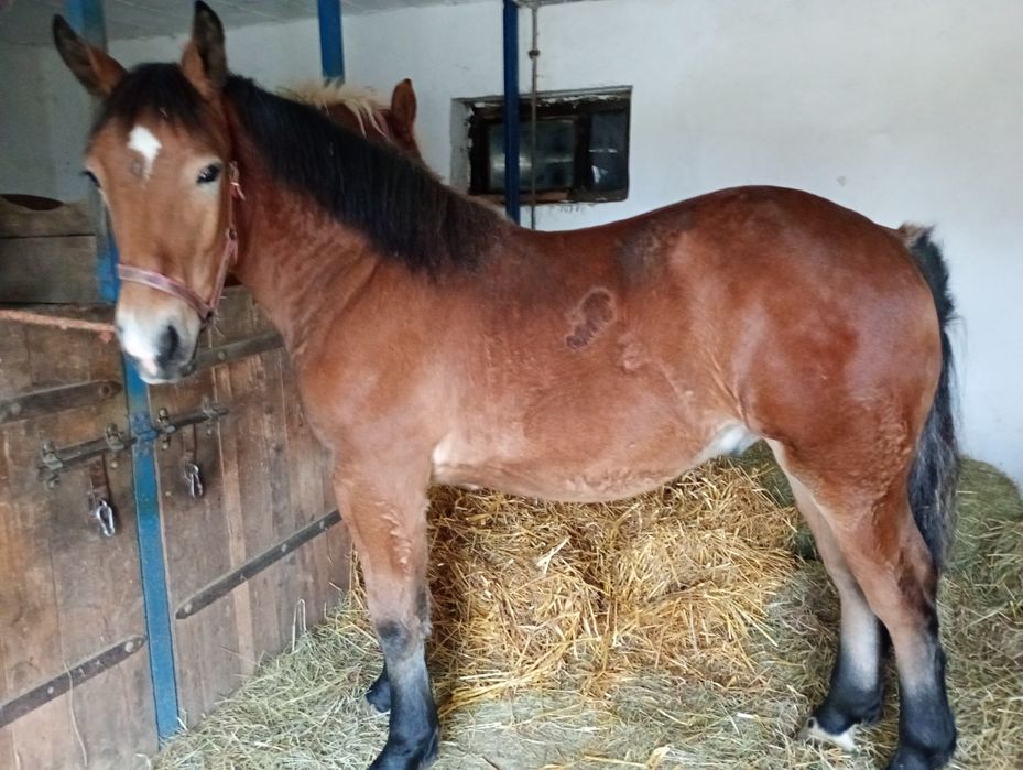 Źrebak zimnokrwisty