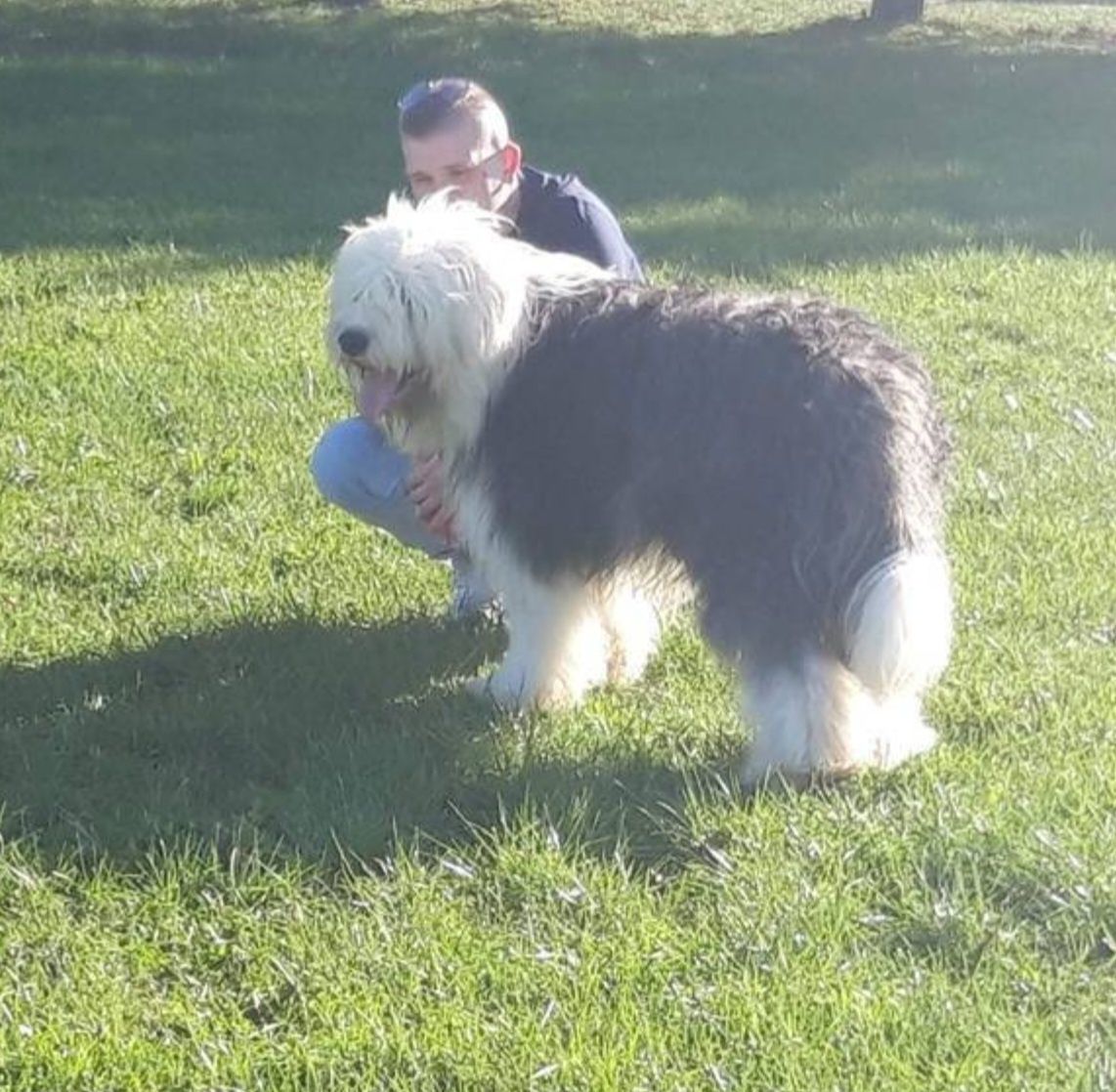 Owczarek staroangielski bobtail suczka