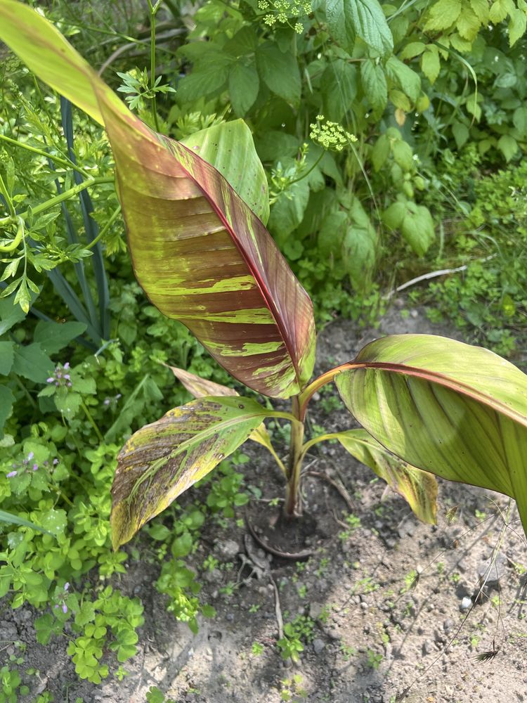Bananowiec Ensete Ventricosum "Large seed"i inne odmiany bananowców