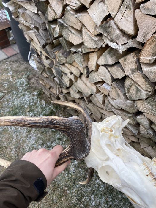 Poroże wieniec jelenia 2kg myłkus