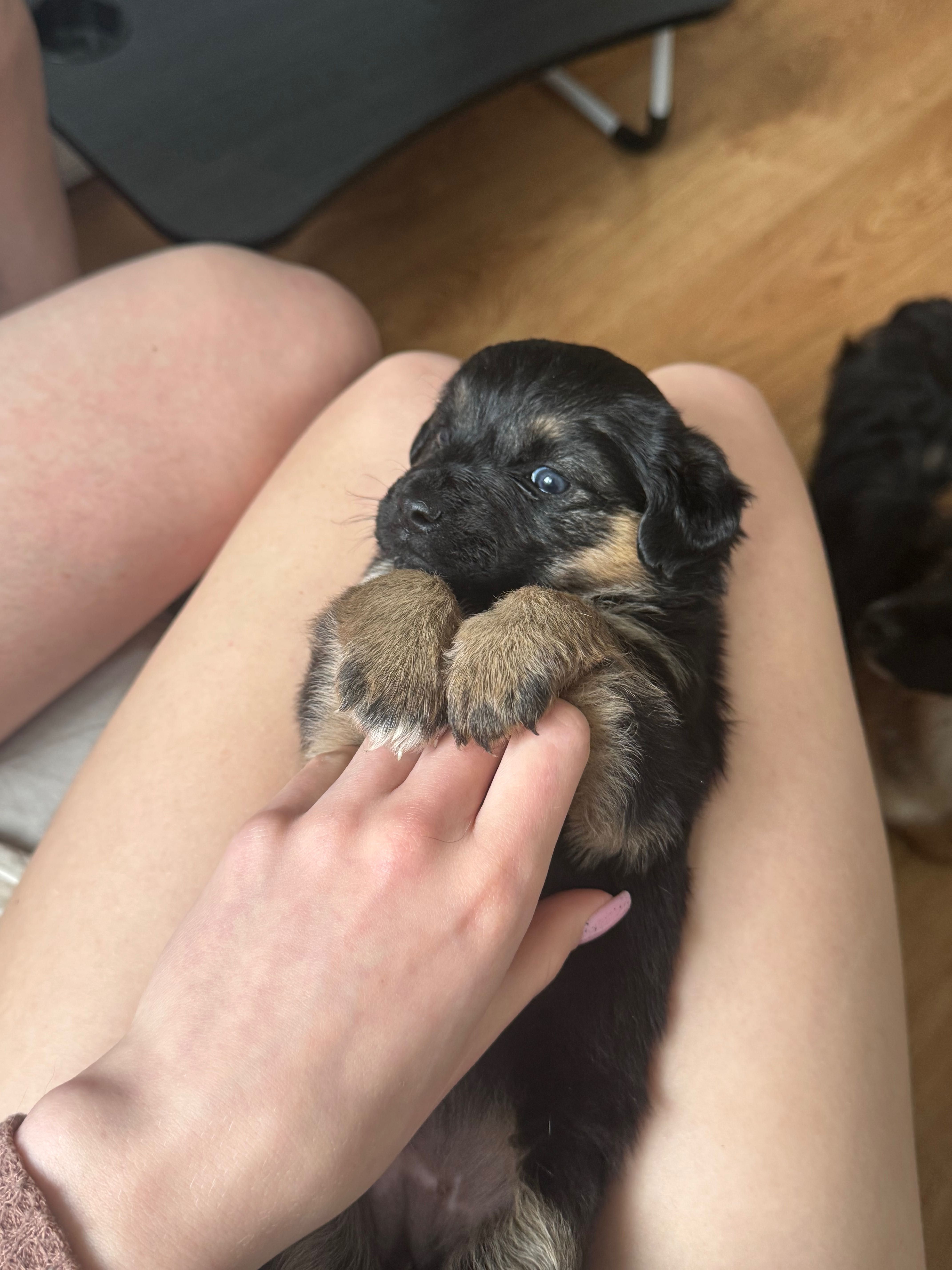 Szczenięta do adopcji