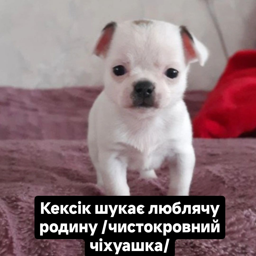 Мілашки чіхуашки