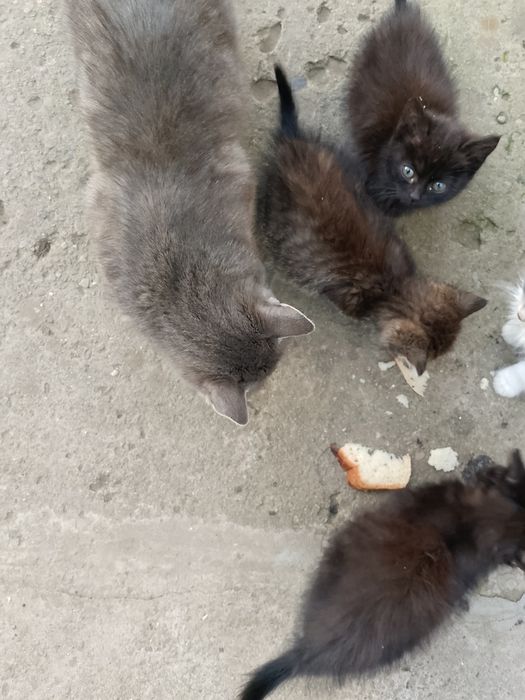 ВІДАМ КОШЕНЯТ в добрі руки