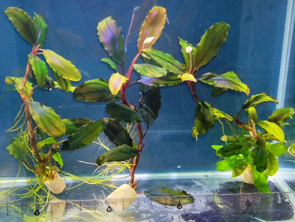 Bucephalandra z Kwiatem Piękny Zestaw Roślin do Akwarium