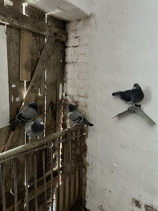 Sprzedam gołebie pocztowe z 2025