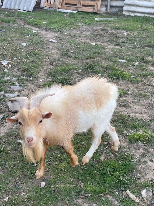 Cabras Anãs para Venda