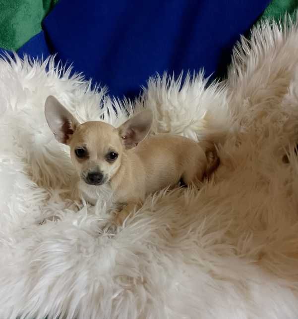 Chihuahua chłopiec