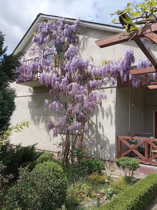 Гліцинія Людвіг Лавін, самшит, фундук Варшавський, ірга