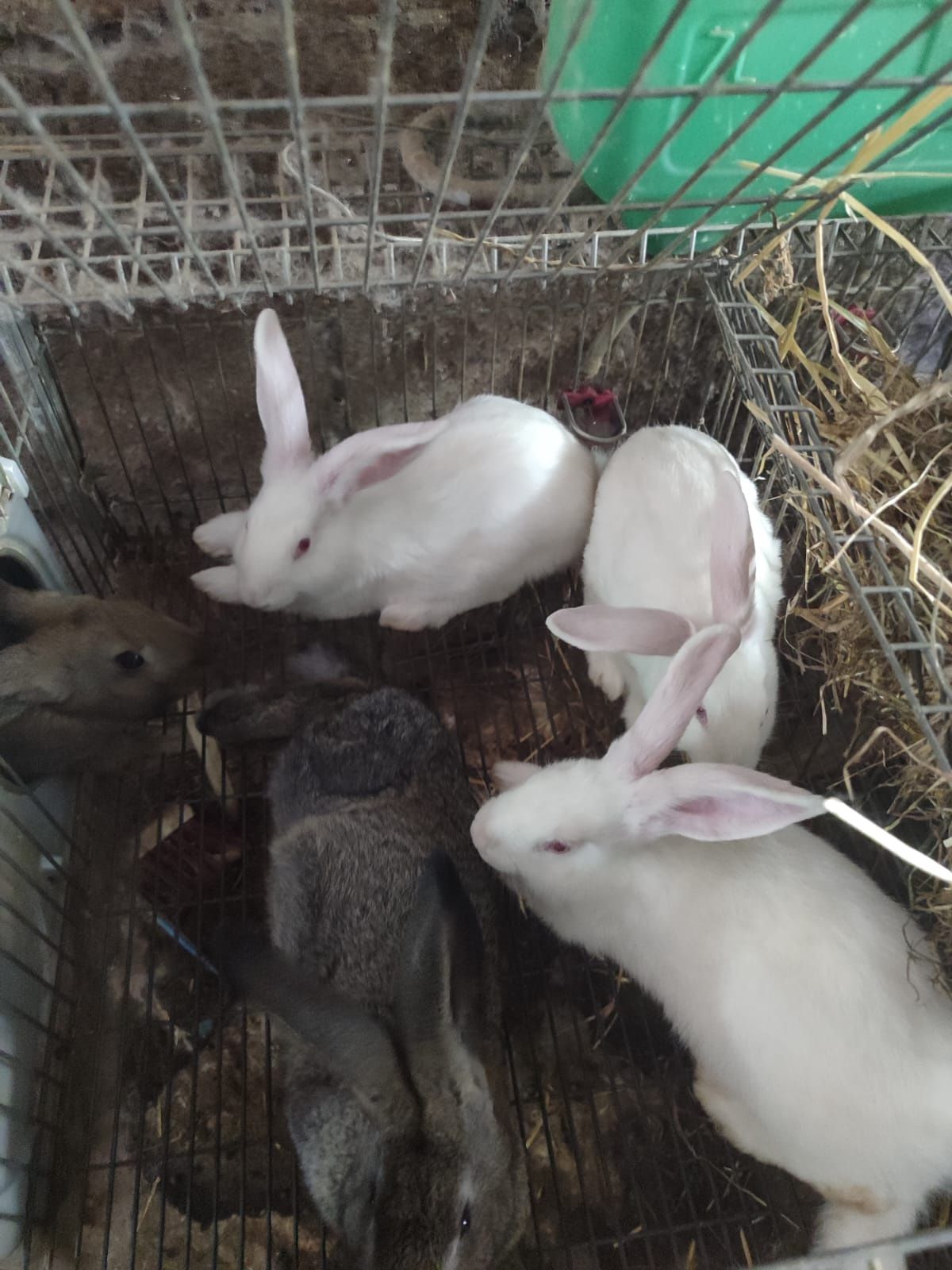 Coelhos caseiros