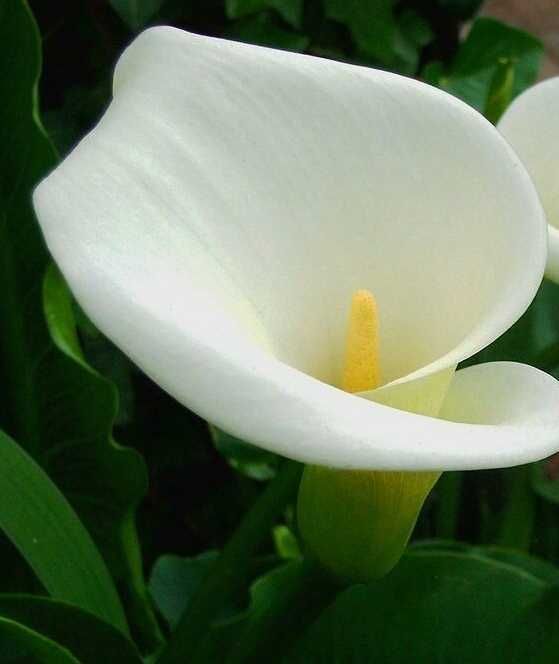 Кала белая, розы комнатные растения