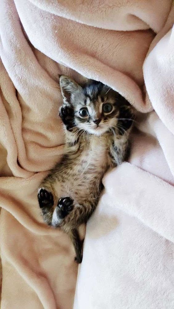 Кошенята смугасті від 1,5міс